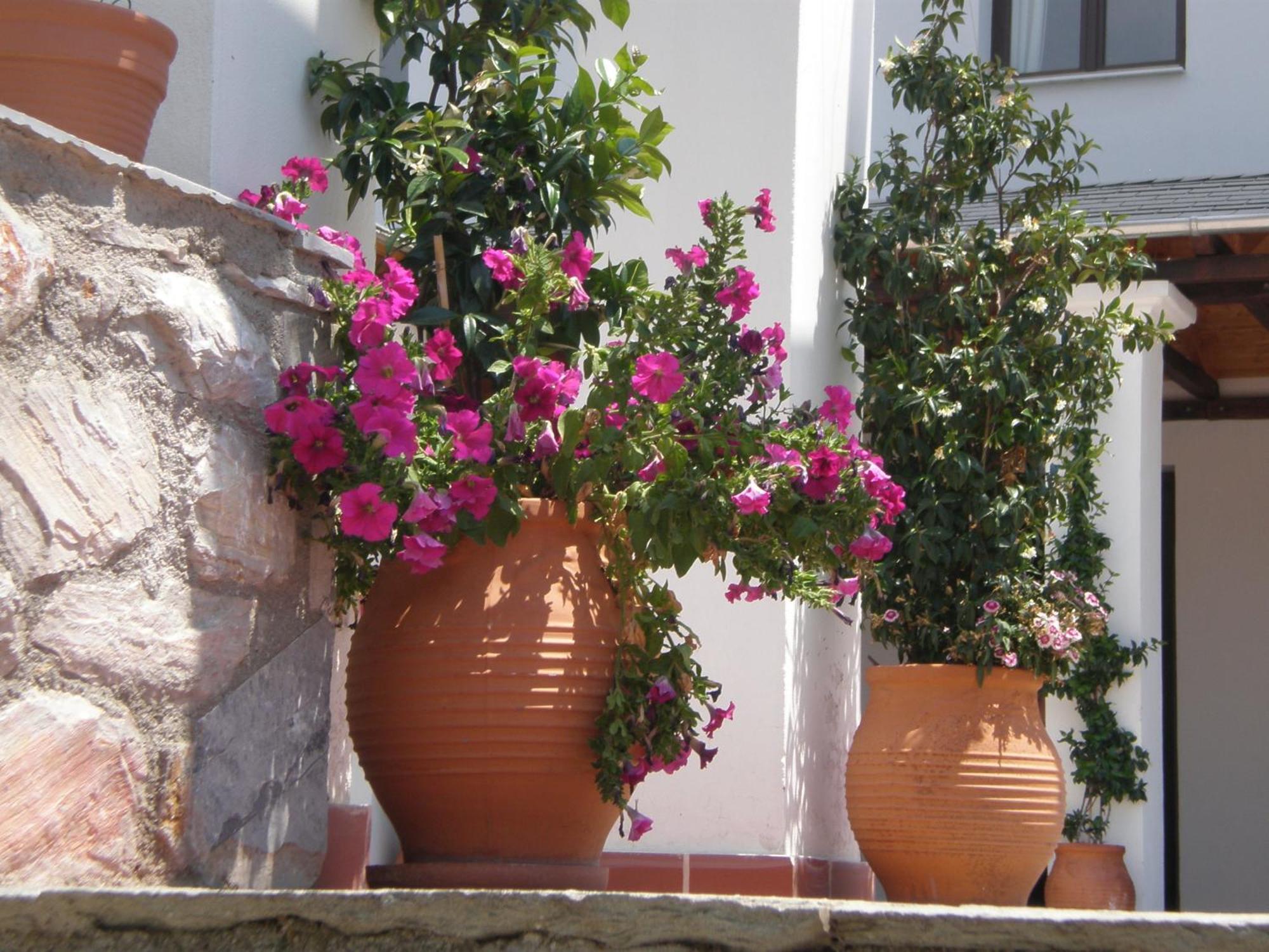 Hotel Pelion Resort بورتاريا المظهر الخارجي الصورة